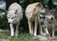 Ganaderos de la Sierra Norte de Guadalajara denuncian nuevos ataques de lobo