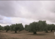 La lluvia aplaza las primeras recolecciones en verde - 17/10/24