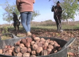 Las mejores nueces de Altarejos se recogen del suelo