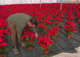 En este vivero de Novés cultivan 20.000 flores de Pascua