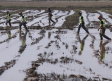 Este lunes se incorporan más peritos para reforzar la evaluación de daños en el campo por la Dana