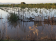 Agricultura habilita un teléfono gratuito para los agricultores y ganaderos afectados por la dana