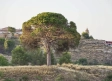 El pino Juan Molinera de Abengibre, candidato a Árbol del Año 2025