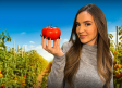 ¿Por qué los tomates no saben a tomate?