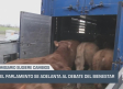 El Parlamento se adelanta al debate del bienestar animal - 13/12/24