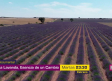 CMM estrena el documental “La lavanda, esencia de un cambio”