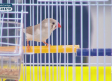 Aprendemos a fabricar nidos para nuestras aves