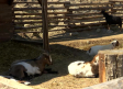 Puy Du Fou, inaugura nueva temporada
