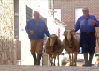 El entrenamiento de Pajarito y Blanco, los carneros de Las Mondas