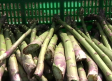 El espárrago verde de Guadalajara, un sabor único
