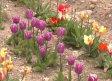 20.000 nuevos tulipanes dan color a Orea