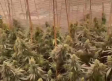 Desmanteladas dos plantaciones de marihuana en Seseña