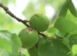 El pedrisco arruina su campaña de la fruta