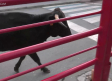 Encierros y procesión en Sonseca en honor a su patrón