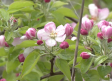 En Yunquera está en floración la colza y los árboles frutales