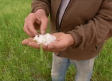 Una granizada en Casasimarro ocasiona grandes daños en el campo