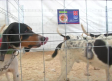 II Feria cinegética en Brazatortas