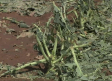 Frutales, olivar y brócoli, los cultivos más afectados por la granizada en la comarca de Hellín