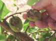 La campaña de fruta y hortaliza se va al traste en Agramón