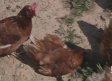 3.000 gallinas ponen tremendos huevos en esta granja gourmet