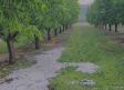 Cifran en 35.000 las hectáreas dañadas por el granizo en 27 municipios de Albacete