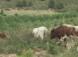Encierros por el campo en Alcadozo, en el Día de su patrón