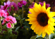 Las lluvias de esta primavera han retrasado el ciclo de plantación y venta de flores