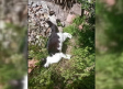 Abaten a tiros a dos gatos en Aguas Nuevas