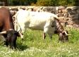 El Ventorrillo: así se cuida al toro bravo