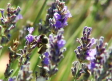 El 70 % de las frutas y hortalizas que consumimos es polinizado por las abejas