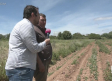 Roban espárragos en campos de Guadalajara