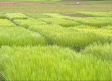 Conocemos la investigación agroforestal
