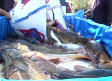 Miles de peces se quedan atrapados tras cerrar el canal que une Entrepeñas y Buendía