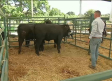 Degustaciones de carne y subastas en la Feria de Ganado de Segurilla