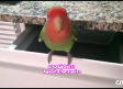 ¿Qué fue de Agapita, el agapornis perdido en Albacete en 2019?