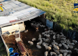 Desmantelada una red de comercialización de carne ilegal con mataderos y explotaciones de animales en Ávila, Toledo y Madrid