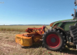 La avena marca el ritmo en el campo