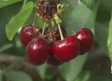 Cerezas en Cancarix: de la recogida a tu casa