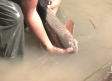 Voluntarios trabajan para salvar a los miles de peces atrapados en el embalse de Entrepeñas y Buendía