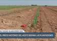 El precio histórico del aceite dispara las plantaciones - 27/05/25