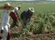 En Albacete paran la recolección de ajo en las horas centrales por el calor extremo