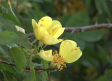 Amigos del Jardín Botánico de Castilla-La Mancha están buscando rosas antiguas