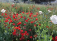 Aumento de la flor del opio en Castilla-La Mancha