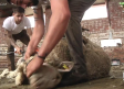 Esquileo de ovejas en la finca Las Higueruelas, en Abenójar