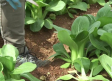 Pack choi, una hortaliza exótica que se cultiva en Chinchilla de Montearagón