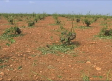 El granizo provoca graves daños en el campo de La Mancha albaceteña y conquense