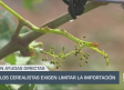 Cuantiosos daños en el primer pedrisco de junio - 04/06/25