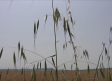 La campaña de cereal en Albacete afectada por las tormentas y los bajos precios