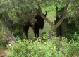 El bisonte en Castilla-La Mancha