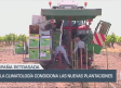 La climatología condiciona las nuevas plantaciones - 09/06/25